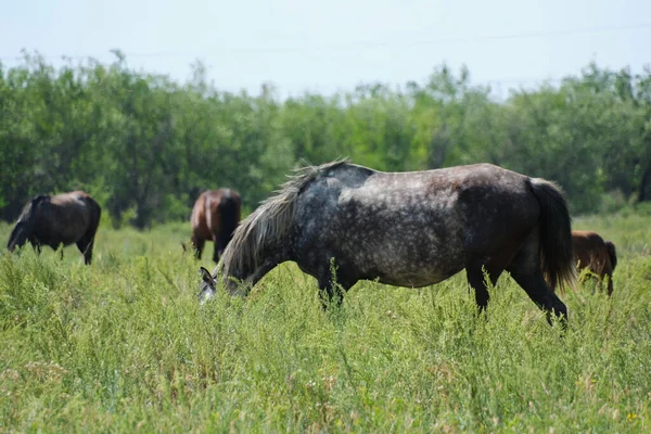 Los Caballos Que Pastan Prado Verde —  Fotos de Stock