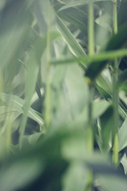 Abstract blurred background of green corn foliage