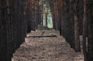 Pine forest planted in straight rows, forest landscape