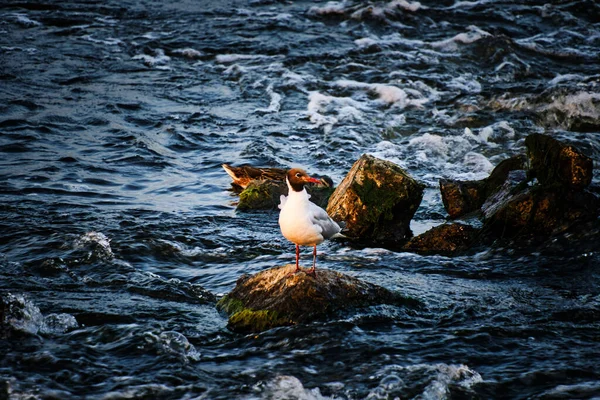 Gaivota Pôr Sol Senta Rocha Meio Fluxo Tempestuoso Água — Fotografia de Stock