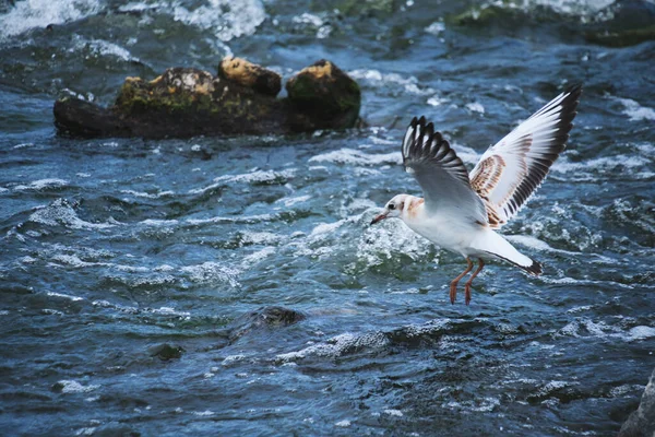 Seagull Chick Hovering Water — Stock Photo, Image