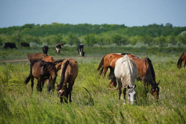 Herd Horses Herd Cows Background Graze Meadow —  Fotos de Stock