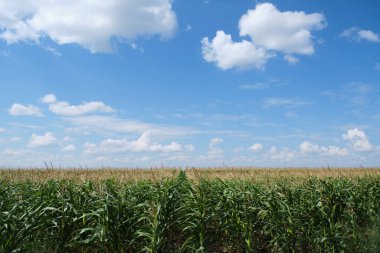 Cornfield background blue sky and clouds
