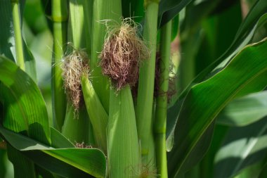 Corn cob background green leaves in cornfield