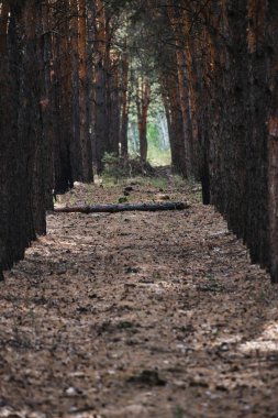 Pine forest planted in straight rows, forest landscape