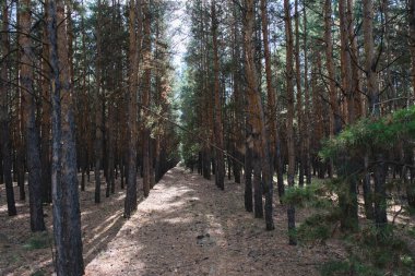 Pine forest planted in straight rows, forest landscape