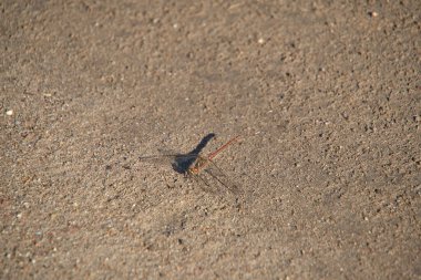 Insect dragonfly sits hot sand in hot sunny weather