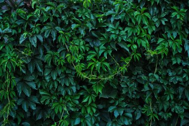Abstract colorful background wall of green foliage