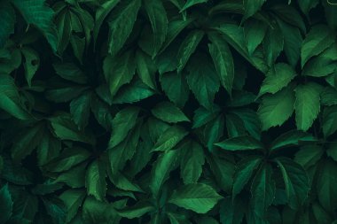 Abstract colorful background wall of green foliage