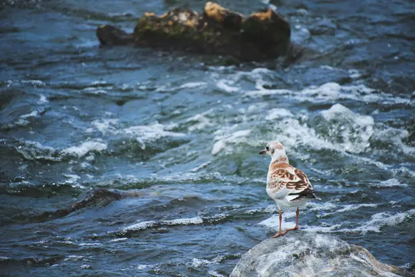 Seagull Chick Stands Stone Middle Stormy Stream River Water — Stock Photo, Image