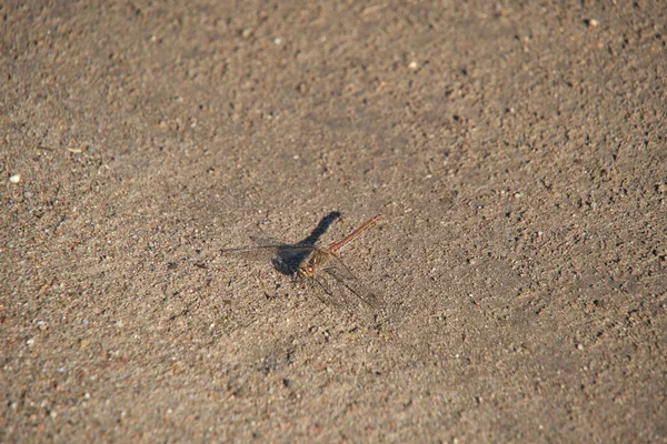 Insect Dragonfly Sits Hot Sand Hot Sunny Weather — Stockfoto