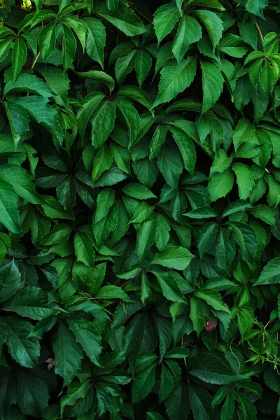 Abstract Colorful Background Wall Green Foliage —  Fotos de Stock
