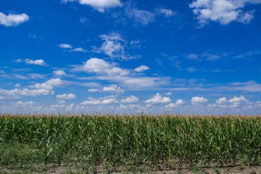 Cornfield background blue sky and clouds