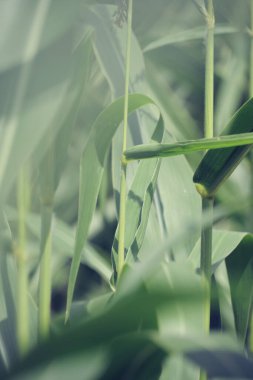 Abstract blurred background of green corn foliage