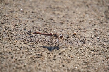 Insect dragonfly sits hot sand in hot sunny weather
