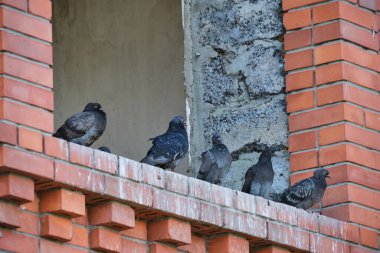 Pigeons sitting in window an unfinished abandoned house