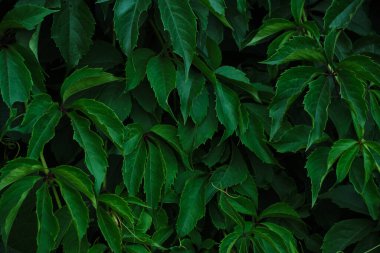 Abstract colorful background wall of green foliage