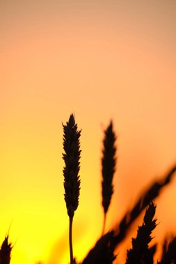 Ears ripe wheat in light colorful sunset