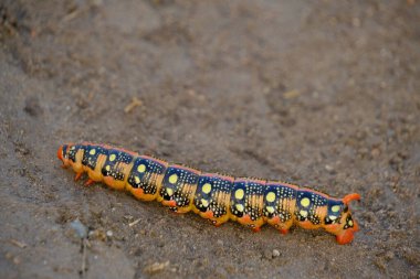 Bright colorful caterpillar crawling sand