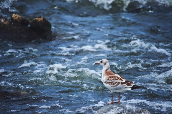 Seagull Chick Stands Stone Middle Stormy Stream River Water — Foto de Stock