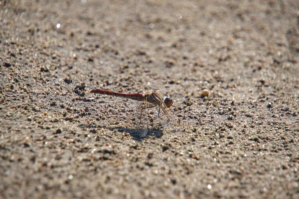 Insect Dragonfly Sits Hot Sand Hot Sunny Weather — Zdjęcie stockowe