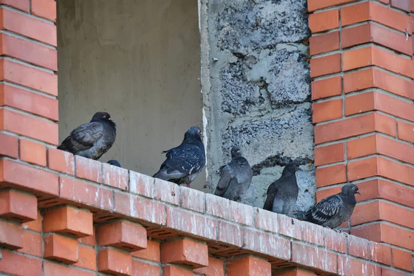 Pigeons Sitting Window Unfinished Abandoned House — 스톡 사진