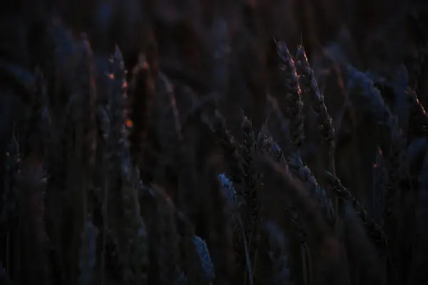 Ears Ripe Wheat Light Colorful Sunset — Fotografia de Stock