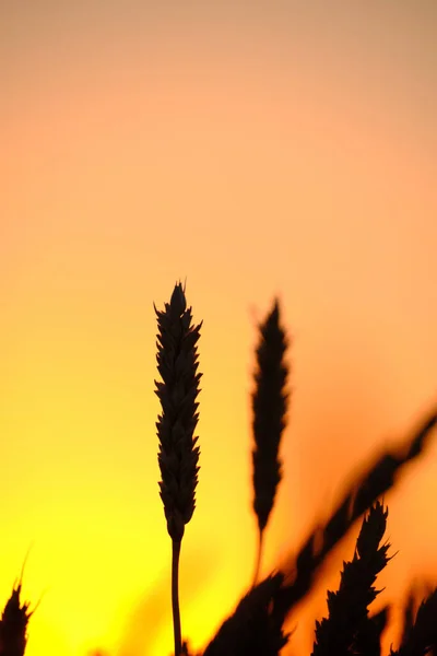 Ears Ripe Wheat Light Colorful Sunset — Fotografia de Stock