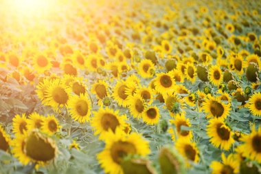 Fields planted with sunflowers, bright yellow and growing flowers