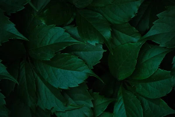 Abstract Colorful Background Wall Green Foliage — ストック写真