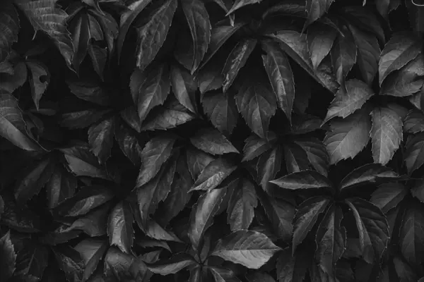 Abstract Background Black White Photo Foliage Wild Grapes —  Fotos de Stock