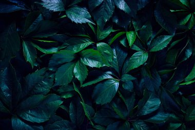 Abstract natural background wall of green foliage