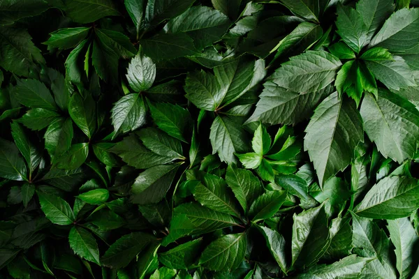 Abstract natural background wall of green foliage