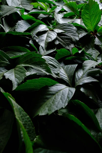 Abstract Natural Background Wall Green Foliage —  Fotos de Stock
