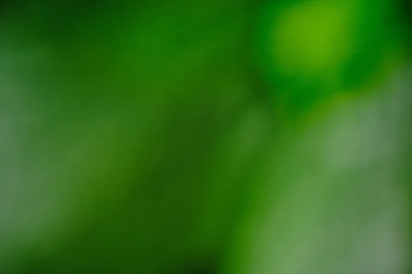Abstract Blurred Green Background Summer Foliage — Fotografia de Stock