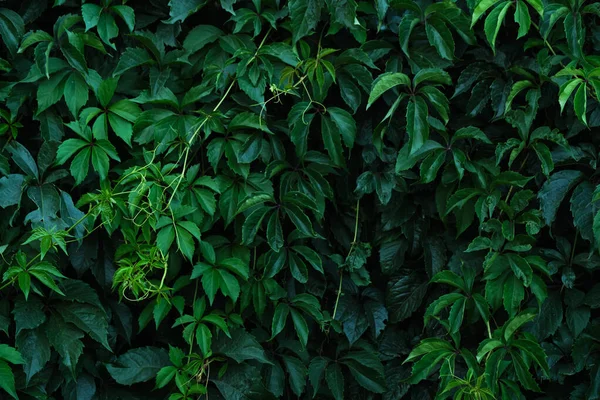 Abstract colorful background wall of green foliage