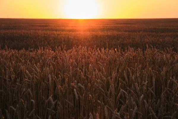 Field with ripe wheat background bright orange sunset