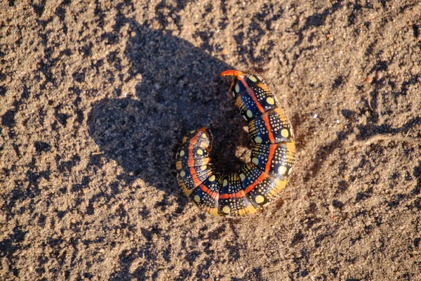 Bright Colorful Caterpillar Crawling Sand — Stockfoto