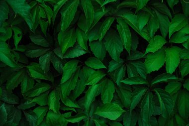 Abstract colorful background wall of green foliage