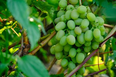 Bunch ripe green grapes, food and fruit
