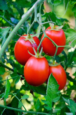 Bright red ripe tomatoes in garden on bush