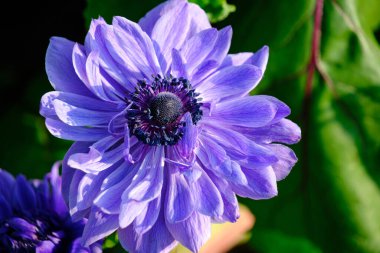 Bright lilac flower background green foliage
