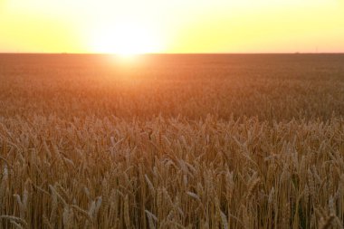Field with ripe wheat background bright orange sunset
