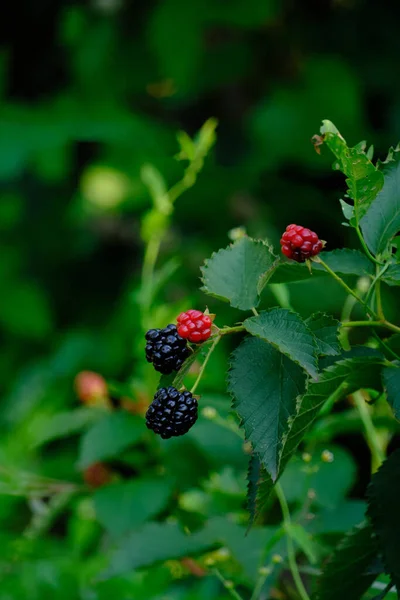 Blackberry berries, delicious and healthy food
