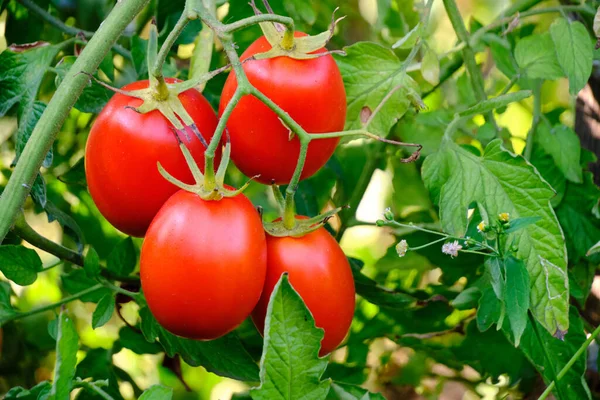 Bright red ripe tomatoes in garden on bush