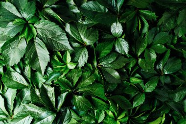 Abstract natural background wall of green foliage