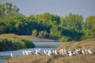 Flock seagulls river bank are preparing to fly