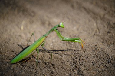 Insect green mantis in natural conditions on the background of natural sand