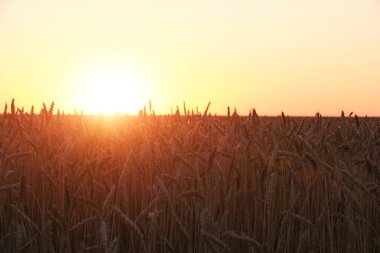 Field with ripe wheat background bright orange sunset