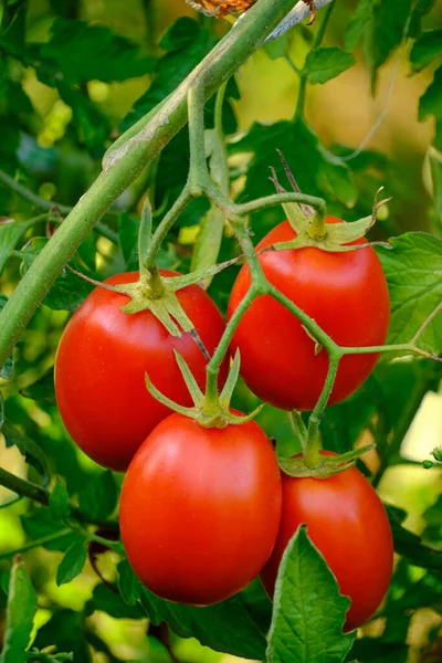 Bright red ripe tomatoes in garden on bush